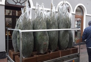 Cała Bracka na świątecznie!